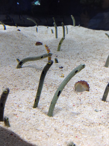 すみだ水族館でペンギンに餌やりの時間は決まってる?