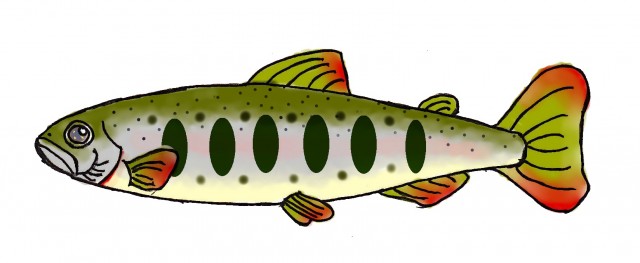 魚の体の仕組みと機能とは?