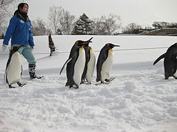 旭山動物園の冬期営業と時間の目安はこれ!