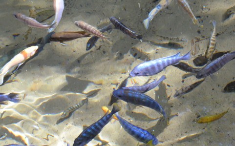 サケ科の代表的な渓流魚にはどんな魚がいるの?