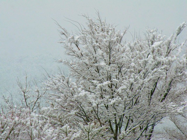 フライフィッシングと伊勢正三そしてなごり雪