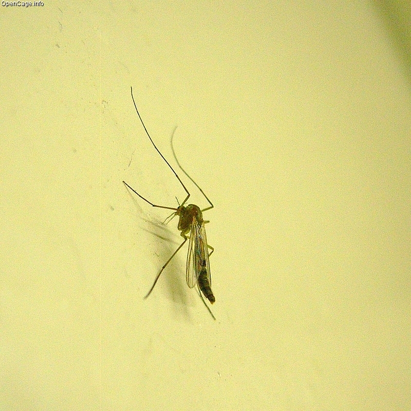 ユスリカとカワゲラの生態はどうなってるの?