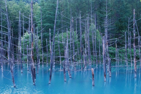 青い池が北海道の美瑛で冬の夜に光り出す!