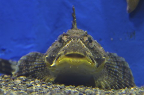 新種の生物発見か!?おたる水族館で特別展示!