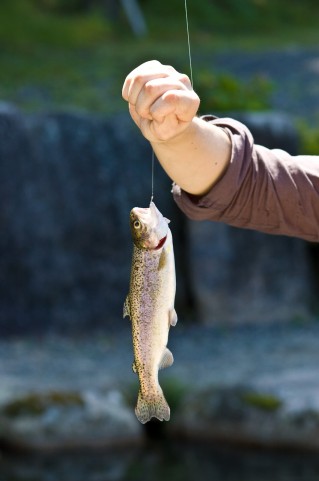 魚には痛みが感じない痛みがないと思われていたが実は!