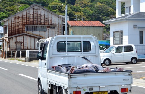 山室川でイワナが大漁!?天竜川漁協大量放流!