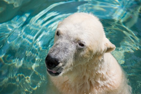 円山動物園のホッキョクグマの赤ちゃんがかわいすぎる!