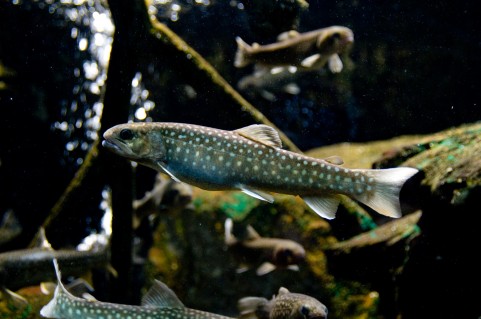 アマゴが外来魚!?渓流の生態系が崩される密放流!