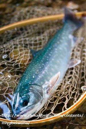 北海道の然別湖でミヤベイワナ釣り解禁!!