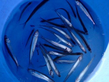 ポロト湖のワカサギ釣り2017解禁!今年はちょい渋!?