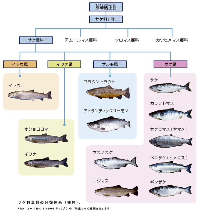 サケ科の代表的な渓流魚にはどんな魚がいるの 初心者のためのフライフィッシング入門ガイド