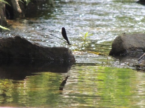 北海道でヤマメ釣り6月1日に解禁になる場所はここだ 初心者のためのフライフィッシング入門ガイド